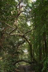 Fototapeta premium trees in the forest