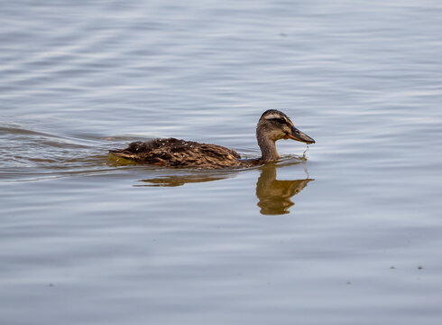 Reflective Gadwall: Male Gadwall Duck in Non-Breeding Plumage at RSPB Minsmere, Suffolk