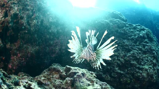 lionfish scenery with sun beams and rays underwater slow ocean scenery fish tryig hunting  fish
