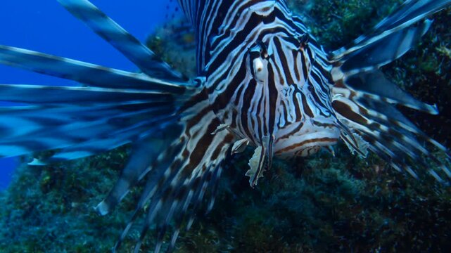 lionfish scenery with sun beams and rays underwater slow ocean scenery fish tryig hunting  fish
