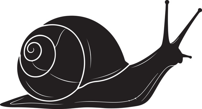 Vintage sea shell fossil specimen botanical engraving from 19th century for design and decoration