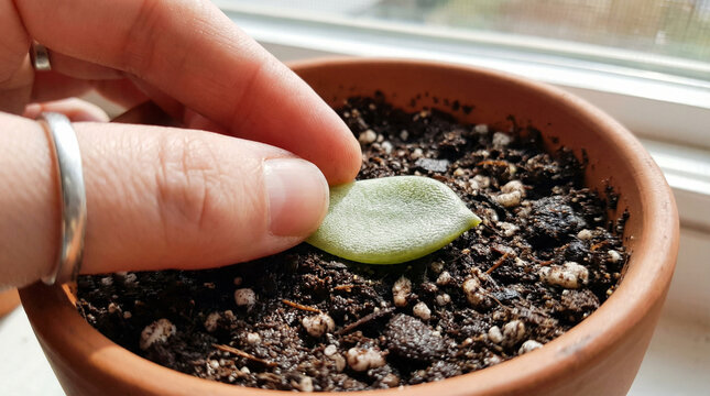 Hand Planting Succulent Leaf in Soil for Propagation and Growth