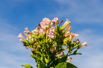 Naklejka premium Flowers bloom under a clear sky during the warm afternoon in a garden setting showcasing natural beauty and life