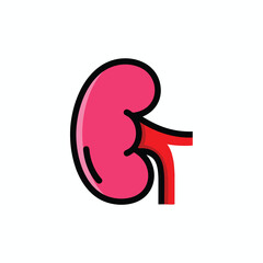 Obraz premium Healthy Human Kidney Illustration for Medical and Educational Use