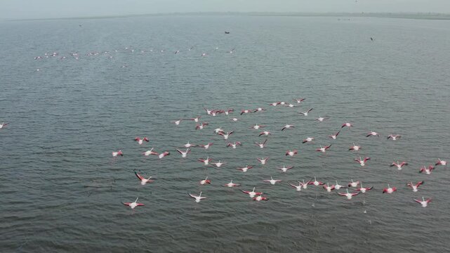 Drone: Tracking Greater Flamingos flock sprinting across water into a full take-off and sustained flight.