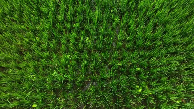 Aerial Dolly In Rice Fields Indonesia Top View Crop Patterns Agriculture Texture