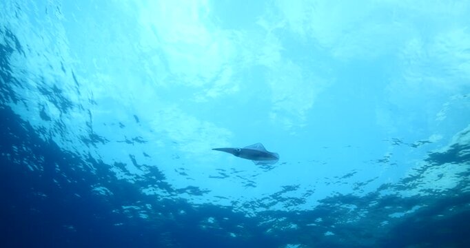 squid  underwater  calamari drifting and swimming underwater close and slow ocean scenery animal cephalopod : Decapodiformes loligo vulgaris