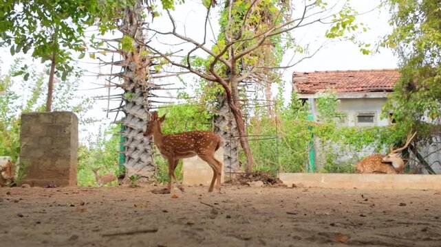 Deer standing and moving in semi urban setting in Trincomalee Sri Lanka