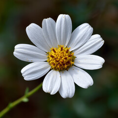 Fototapeta premium A close-up of a white daisy flower with yellow center. The petals are delicate and arranged symmetrically around the central disc. The background is softly blurred.