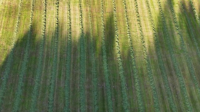 Aerial view of freshly mown green grass field rows