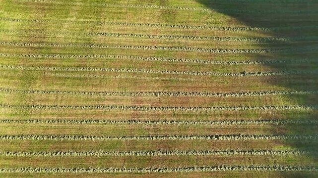 Aerial drone flying over mowed hay field