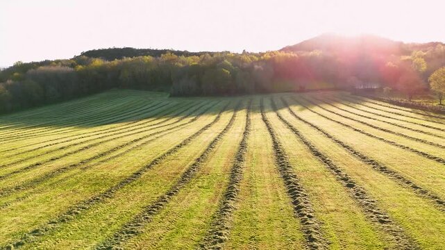 Agricultural mown hay field at sunset