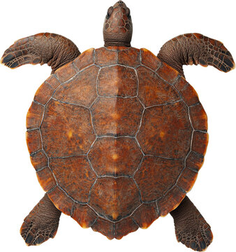 Sea turtle turtle shell reptile wildlife top view sea turtle shell isolated transparency