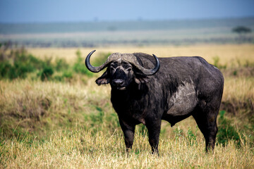 cape buffalo in the savannah image shooting in SERENGETI NATIONAL PARK found in Tanzania © evian