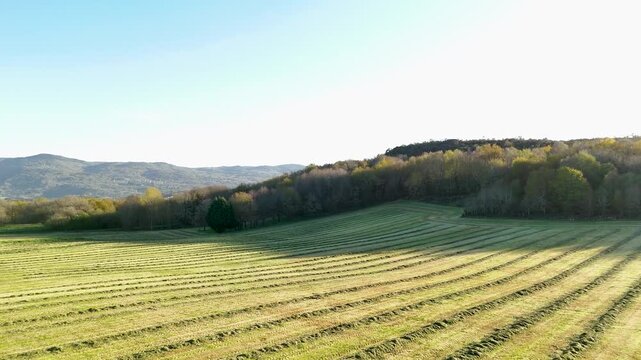 Aerial view of freshly cut hay field