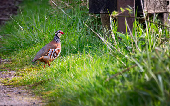 Partridge gamebird walking down rural path