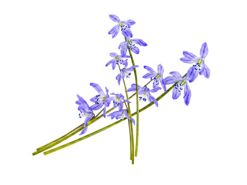 Delicate cluster of vibrant blue scilla flowers with slender green stems.