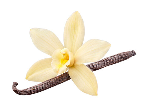 Exquisite vanilla flower with a dark aromatic bean, elegantly arranged and isolated on a transparent background.