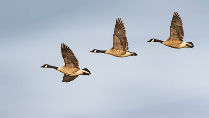 three camada geese flying in formation © Andrew
