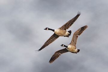 two canada geese flying in formation © Andrew