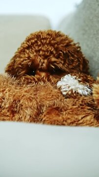 A brown dog rests on a sofa covered by a blanket during a quiet afternoon at home, finding comfort in the soft cushions.