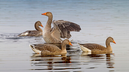 group of greylag geese swimming on lake © Andrew