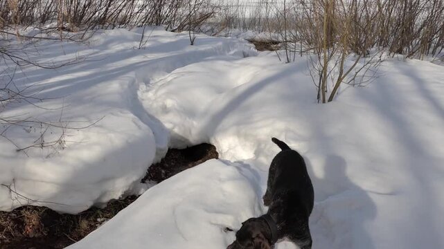 A hunting dog of the German Wirehaired Pointer breed in the forest during winter on a hunt.