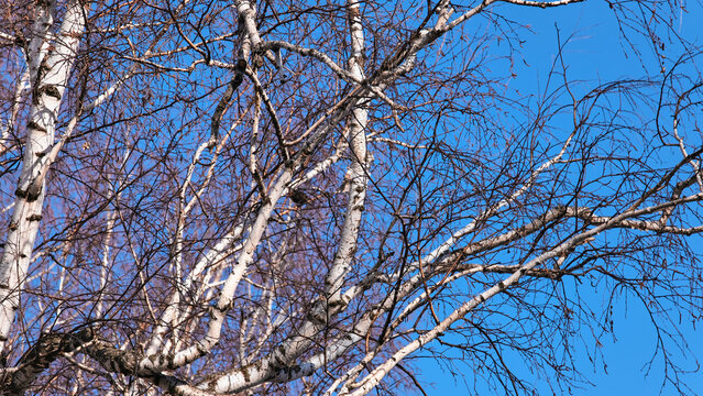Birch (Betula). Interlacing bare branches of tree with white bark close-up against clear blue sky on spring day.