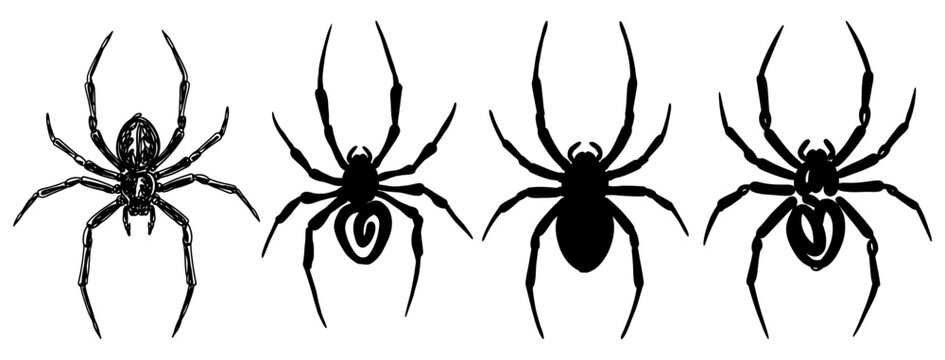 Black widow spiders in different poses vector graphic illustration