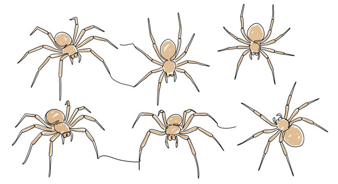 Vector illustration of six brown spiders in various crawling positions