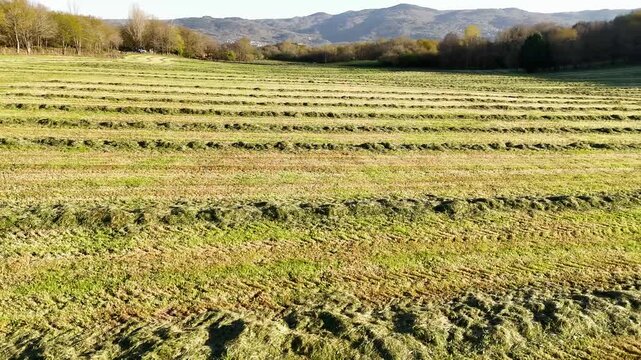 Agricultural green hay field with windrows