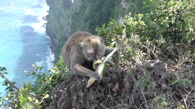 Monkey in Bali