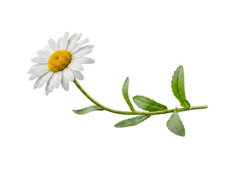 Elegant common daisy flower with a slender stem and green leaves, isolated on transparent background.