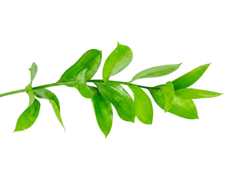 Vibrant fresh green ruscus branch with healthy glossy leaves, isolated on transparent background.