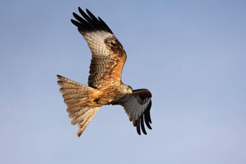 Fototapeta premium Red kite flying in its territory on a cold winter morning with snow and strong winds on a Mediterranean mountain