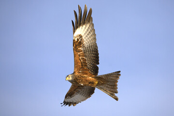 Fototapeta premium Red kite flying in its territory on a cold winter morning with snow and strong winds on a Mediterranean mountain