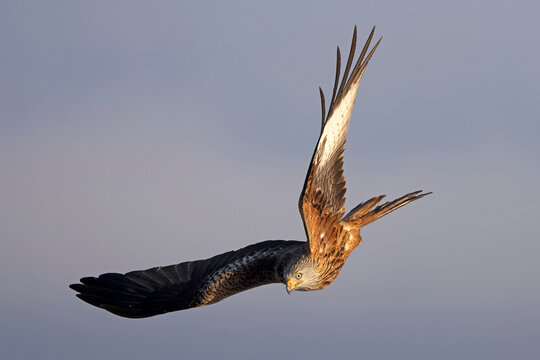 Red kite flying in its territory on a cold winter morning with snow and strong winds on a Mediterranean mountain