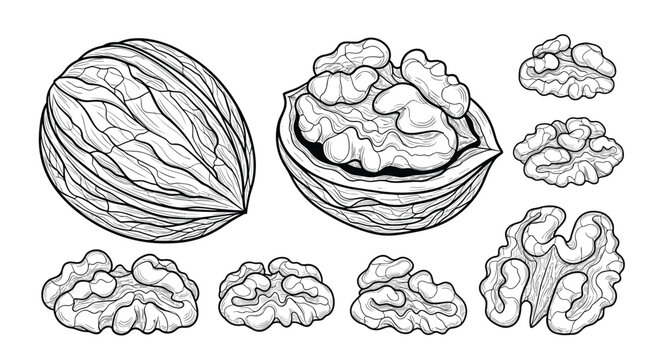 Botanical engraving illustration of walnuts in various states including whole nuts, half shells, and separate nut kernels.
