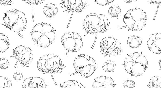 Seamless pattern of hand drawn cotton bolls and stems on a white background, delicate line art vector for organic textile and floral design.