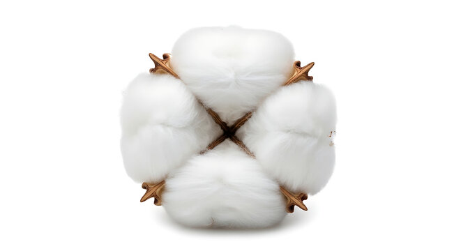 Close-up shot of a cotton plant boll isolated on a white background, symbolizing nature and agriculture