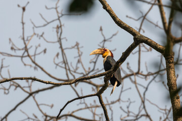 Wreathed hornbill (Rhyticeros undulatus) at Panbang, Bhutan © Dipankar'Photography