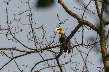 Wreathed hornbill (Rhyticeros undulatus) at Panbang, Bhutan © Dipankar'Photography