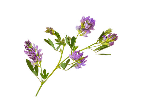 Detailed close-up photo of a vibrant alfalfa plant stem, showcasing purple flowers and green leaves.