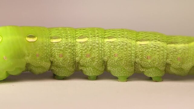 Macro of insect spiracles (breathing openings) on a segmented body, showing respiration and anatomy. Ideal for science and documentaries. Example: Elephant Hawk-moth caterpillar.