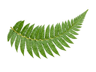 Vibrant green fern frond with graceful curved shape, displaying detailed pinnae, captured on a transparent background. © Nathan