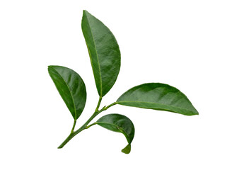 Fototapeta premium Fresh green citrus leaves on a small twig, showcasing vibrant texture and natural beauty.