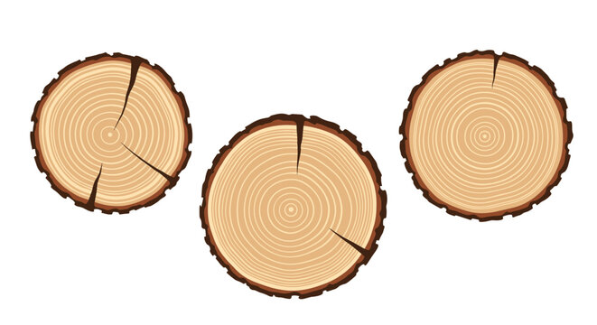 Set of three tree trunk cross sections with cracks showing natural growth rings and wood texture for forestry carpentry and nature graphics.