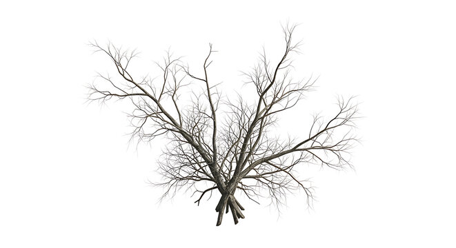 Bare winter tree branches against a pure white backdrop, a stark image of nature's dormancy