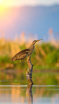 Great Bittern Bird Perched On A Weathered Wooden Branch In A Marshland During Golden Hour Sunset With Water Reflection