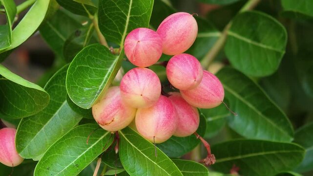 A carissa carandas,Bengal currants It has antioxidant properties.